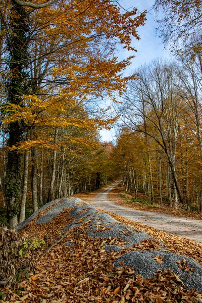 Een prachtig uitzicht op de weg door het bos in de herfst. — Stockfoto