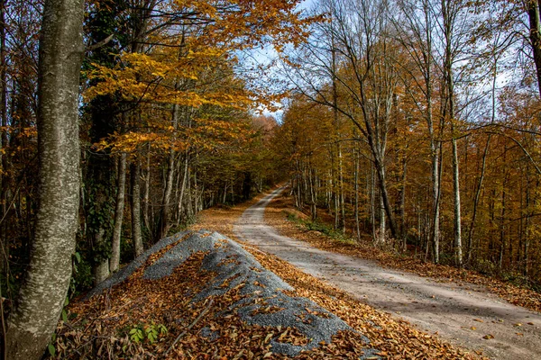 Uma bela vista de estrada através da floresta no outono. — Fotografia de Stock