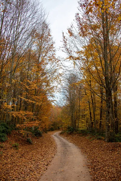 Une belle vue sur la route à travers la forêt en automne. — Photo