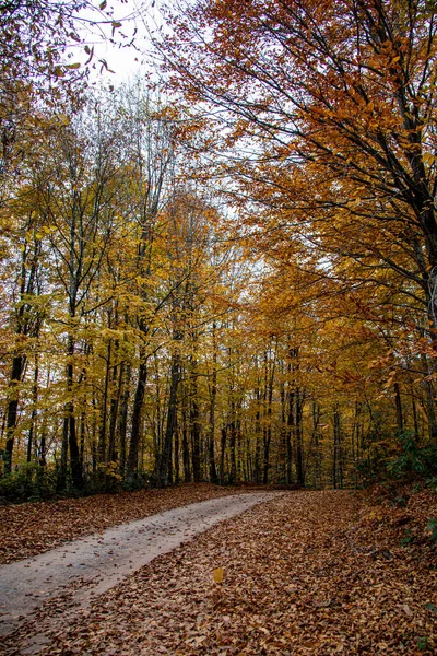 秋天穿过森林的美丽的道路风景. — 图库照片
