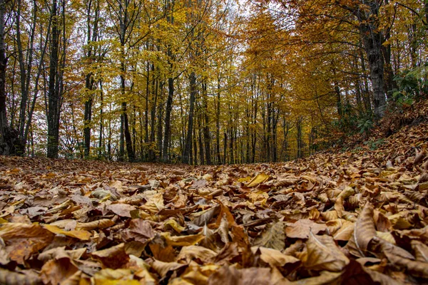 Automne photo de feuilles dans la forêt — Photo