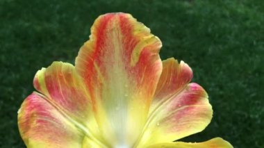 İstanbul 'un en güzel lale videoları.