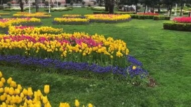 İstanbul 'un en güzel lale videoları.