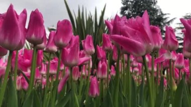 İstanbul 'un en güzel lale videoları.