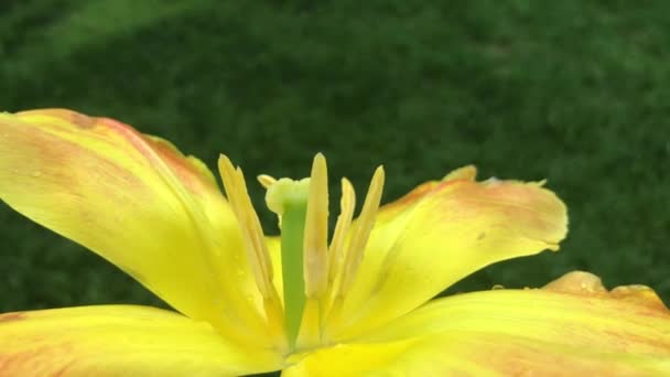 Yang paling indah tulip video istanbul — Stok Video