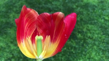 İstanbul 'un en güzel lale videoları.