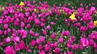 İstanbul 'un en güzel lale videoları.