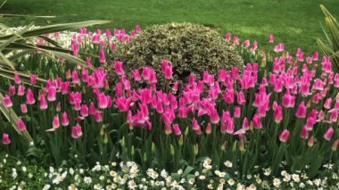 İstanbul 'un en güzel lale videoları.