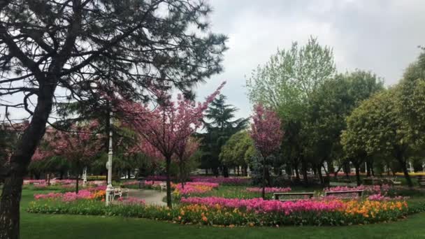 İstanbul 'un en güzel lale videoları. — Stok video