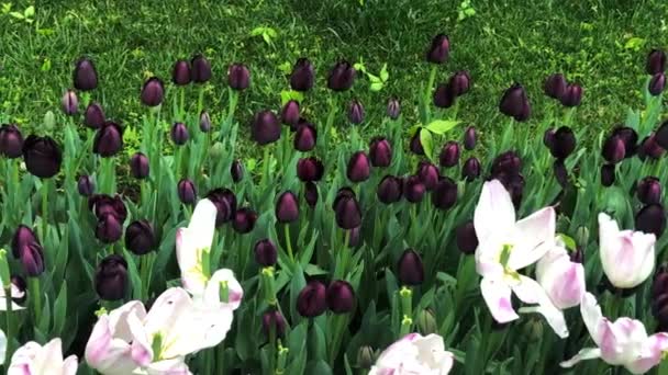 Los videos de tulipanes más bellos de Estambul — Vídeos de Stock