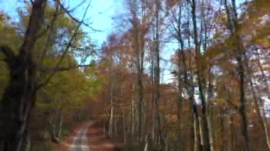 İnsansız hava aracıyla güzel bir sonbahar manzarası videosu