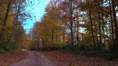 İnsansız hava aracıyla güzel bir sonbahar manzarası videosu