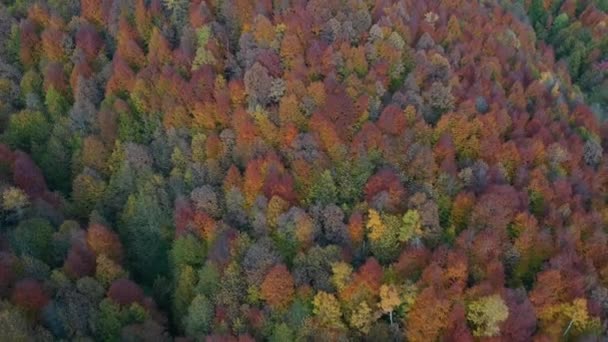 Schöne Herbst Landschaft Video mit Drohne — Stockvideo