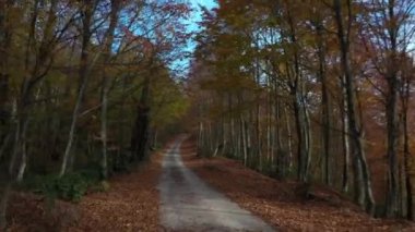 İnsansız hava aracıyla güzel bir sonbahar manzarası videosu