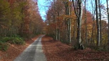 İnsansız hava aracıyla güzel bir sonbahar manzarası videosu