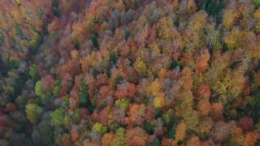 İnsansız hava aracıyla güzel bir sonbahar manzarası videosu