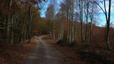 İnsansız hava aracıyla güzel bir sonbahar manzarası videosu