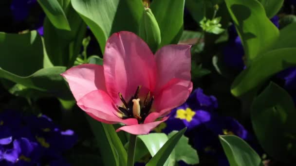 Tulipa humilis květinový výstřel v Turecku — Stock video