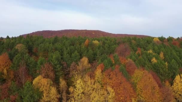 Indah musim gugur video lanskap dengan drone — Stok Video