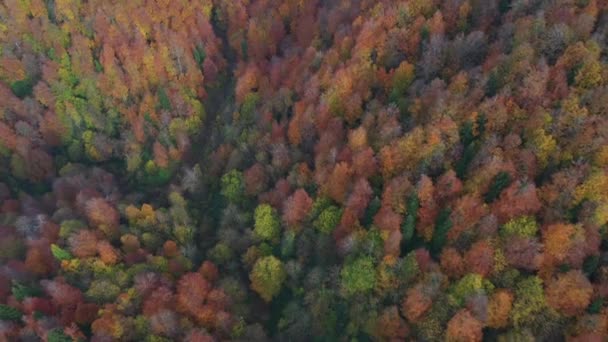 Schöne Herbst Landschaft Video mit Drohne — Stockvideo