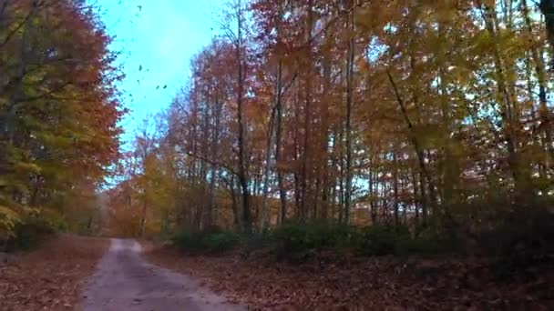 Belo outono paisagem vídeo com drone — Vídeo de Stock