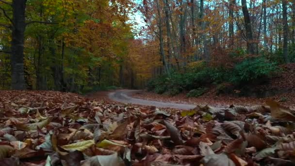 Belo outono paisagem vídeo com drone — Vídeo de Stock