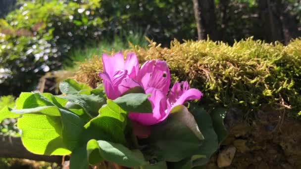Tulipa humilis flor tiro na Turquia — Vídeo de Stock