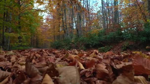 Belo outono paisagem vídeo com drone — Vídeo de Stock