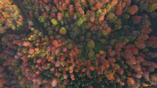 Beautiful autumn landscape video with drone — Stock Video