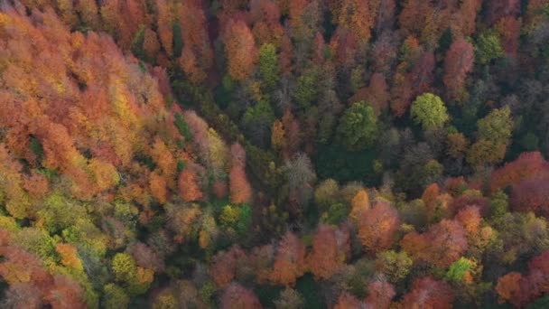 Schöne Herbst Landschaft Video mit Drohne — Stockvideo