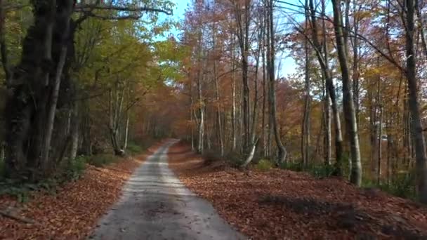 ドローンと美しい秋の風景ビデオ — ストック動画