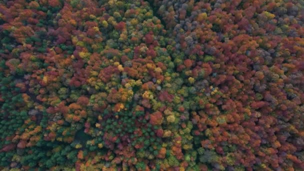 ドローンと美しい秋の風景ビデオ — ストック動画