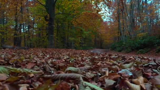 Belo outono paisagem vídeo com drone — Vídeo de Stock