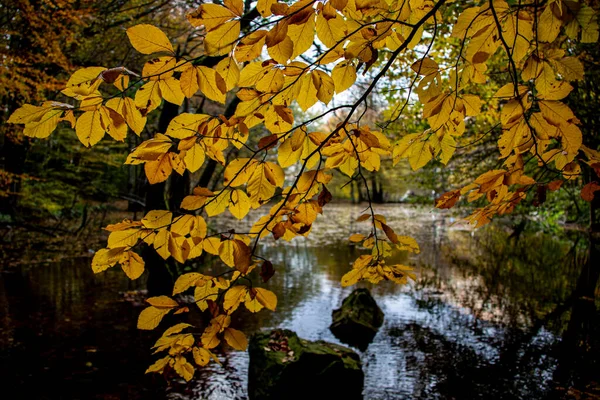 Belle et vibrante photo de feuilles d'automne à Yedigoller en Turquie. — Photo