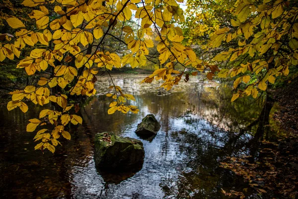 Belle et vibrante photo de feuilles d'automne à Yedigoller en Turquie. — Photo