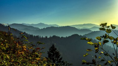 Gökyüzünün altında inanılmaz bir orman