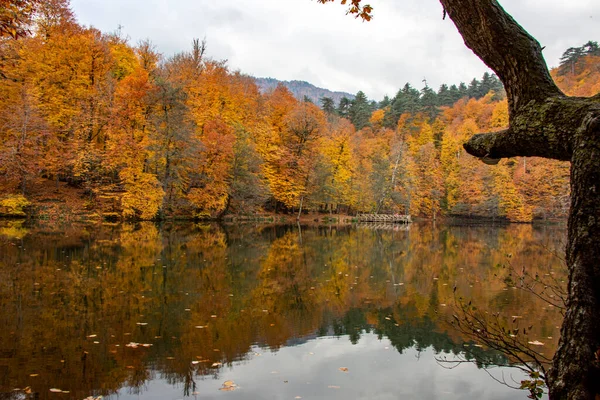 La photo fascinante de la nature — Photo