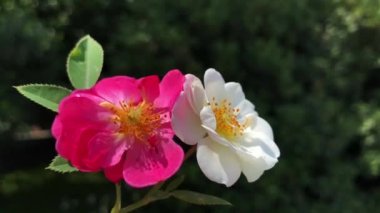 Hindilerin en büyük gül bahçelerinden birinde rüzgarda dans eden pembe güllerin etkileyici manzarası. Güllerin bu yakın görüntüsü, bitkinin tüm detaylarıyla videoyu daha etkileyici kılıyor..