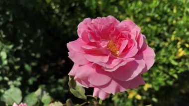 Hindilerin en büyük gül bahçelerinden birinde rüzgarda dans eden pembe güllerin etkileyici manzarası. Güllerin bu yakın görüntüsü, bitkinin tüm detaylarıyla videoyu daha etkileyici kılıyor..