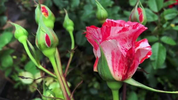 Impressionante vista delle rose rosa che danzano nel vento in uno dei più grandi giardini di rose di tacchini. Questa vista ravvicinata delle rose, rende il video più impressionante con tutti i dettagli di quella pianta. — Video Stock