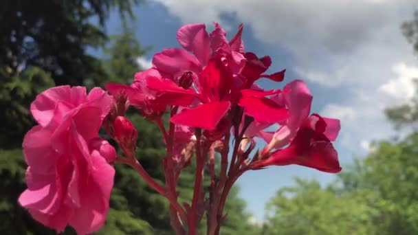 Vista impressionante de rosas rosa dançando ao vento em um dos perus maior jardim de rosas. Esta vista de perto das rosas, torna o vídeo mais impressionante com todos os detalhes dessa planta. — Vídeo de Stock
