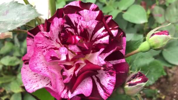 Působivý pohled na růžové růže tančící ve větru v jedné z největších růžových zahrad krocanů. Tento pohled zblízka na růže, dělá video působivější se všemi detaily té rostliny. — Stock video