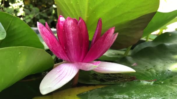 Gorgeous high-quality 4k footage of the lotus flower, a symbol of truth and flawless beauty. This flower, which shows all its beauty with its colors together with the sparkle of the w — Stock Video