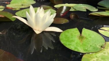 Nilüfer çiçeğinin muhteşem 4K görüntüsü gerçeğin ve kusursuz güzelliğin sembolü. Bu çiçek, tüm güzelliğini ve renklerini w 'nun ışıltısıyla birlikte gösterir.