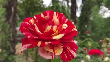 Güllerin kusursuz doğal güzelliğinin 4k 'lik yüksek çözünürlüklü videosu, kırmızı renge en çok uyan çiçeklerden biri..