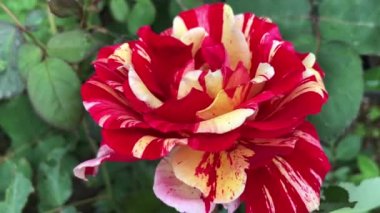 Güllerin kusursuz doğal güzelliğinin 4k 'lik yüksek çözünürlüklü videosu, kırmızı renge en çok uyan çiçeklerden biri..