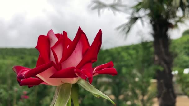 Vysoké rozlišení 4k video bezchybné přírodní krásy růží, jeden z květin, které červená barva nejlépe vyhovuje. — Stock video