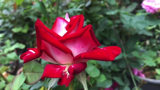 Hoge resolutie 4k video van de vlekkeloze natuurlijke schoonheid van rozen, een van de bloemen die rode kleur het beste past. — Stockvideo