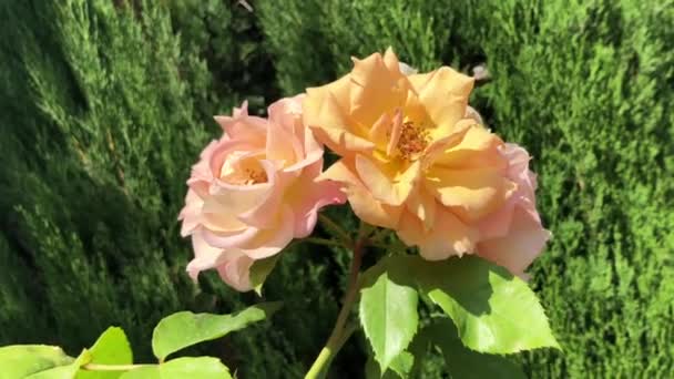 Zblízka a ve vysokém rozlišení 4k video žluté růže doprovázející vítr. Tyto růže, které rostou ve velkých růžových zahradách, jsou jedním z nejkrásnějších příkladů sezóny. — Stock video