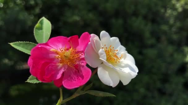 Video of colorful rose swaying with the wind, blurred background. It has 4k resolution and hd. — Stock Video